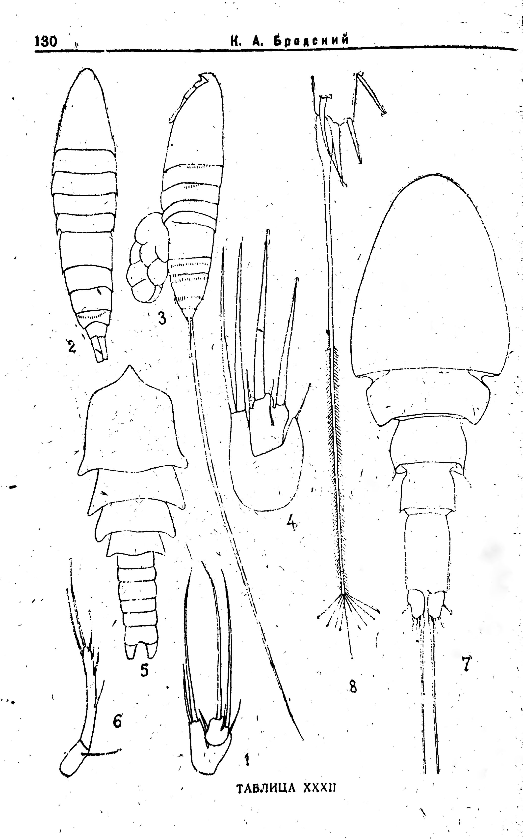 Species Saphirella sp. - Plate 1 of morphological figures
